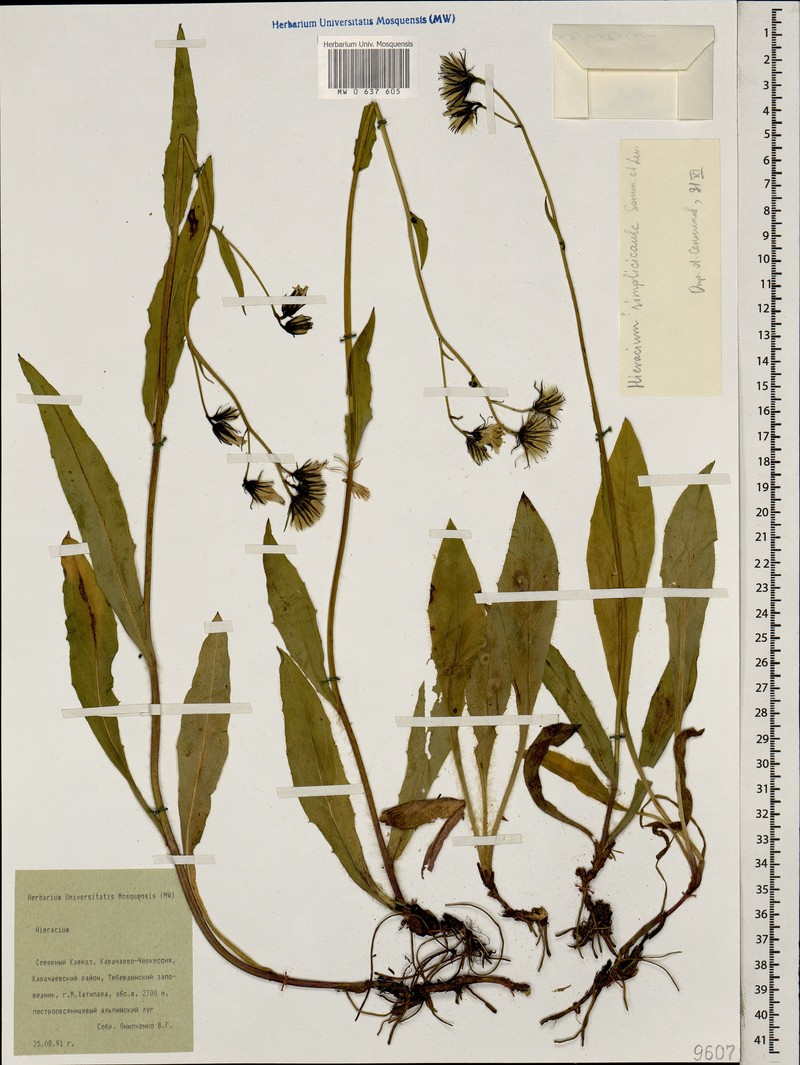 Hieracium sparsum subsp. simplicicaule
