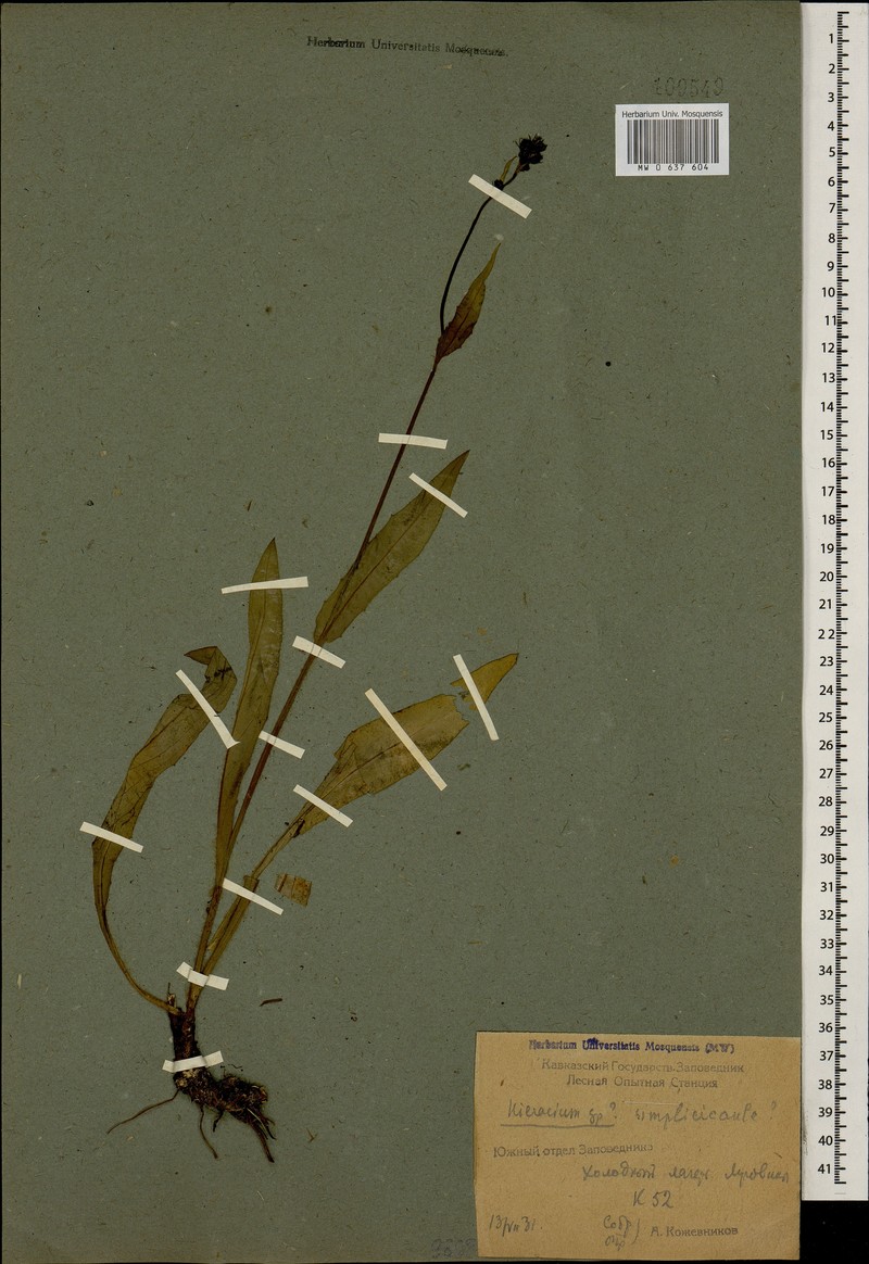Hieracium sparsum subsp. simplicicaule photo 2