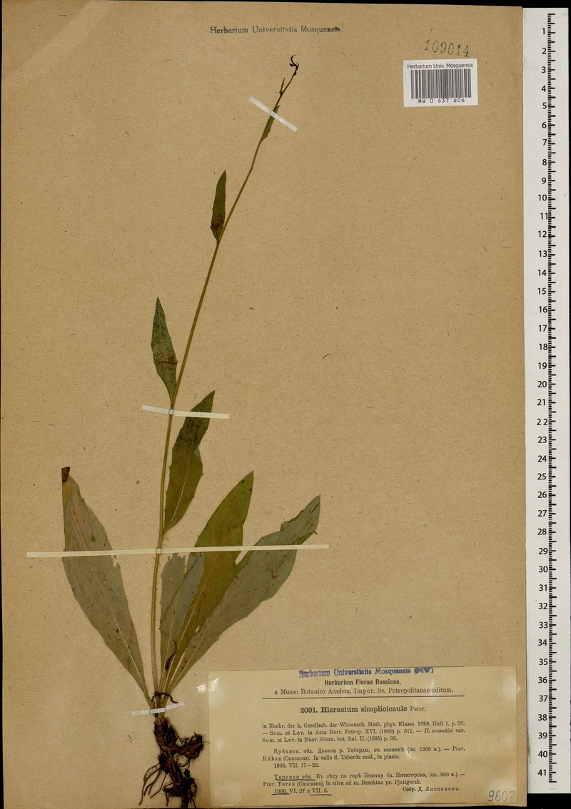 Hieracium sparsum subsp. simplicicaule photo 3