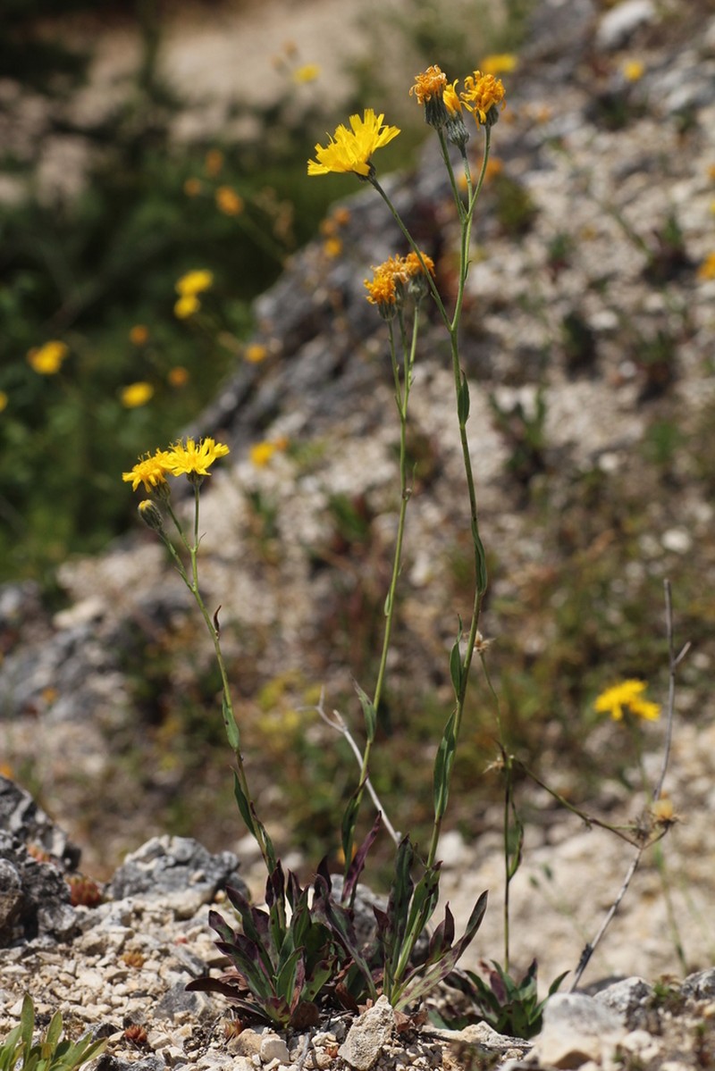 Hieracium speciosum