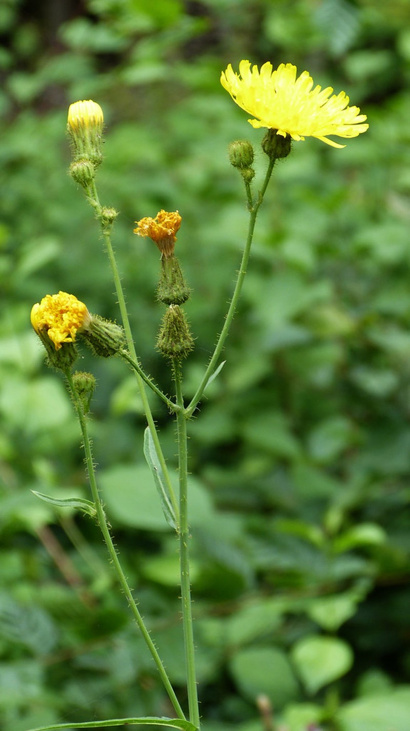Hieracium speciosum photo 2
