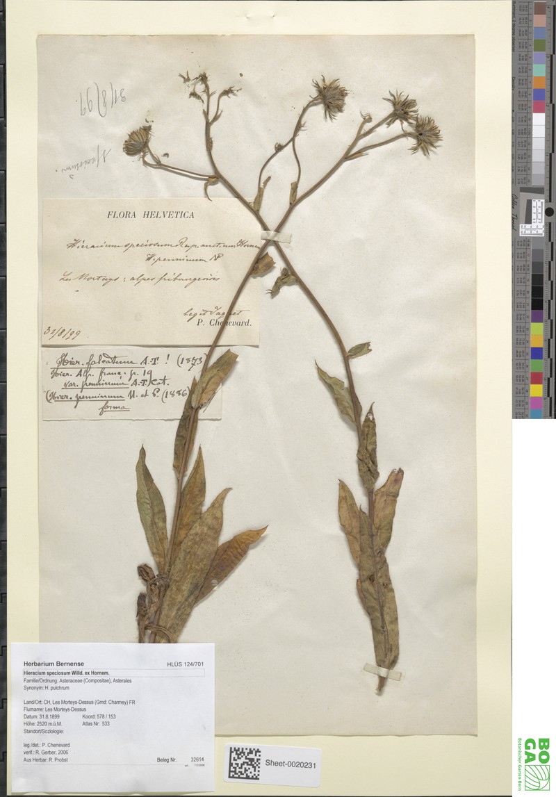 Hieracium speciosum photo 3