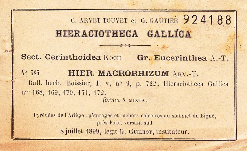 Hieracium spectandum photo 4