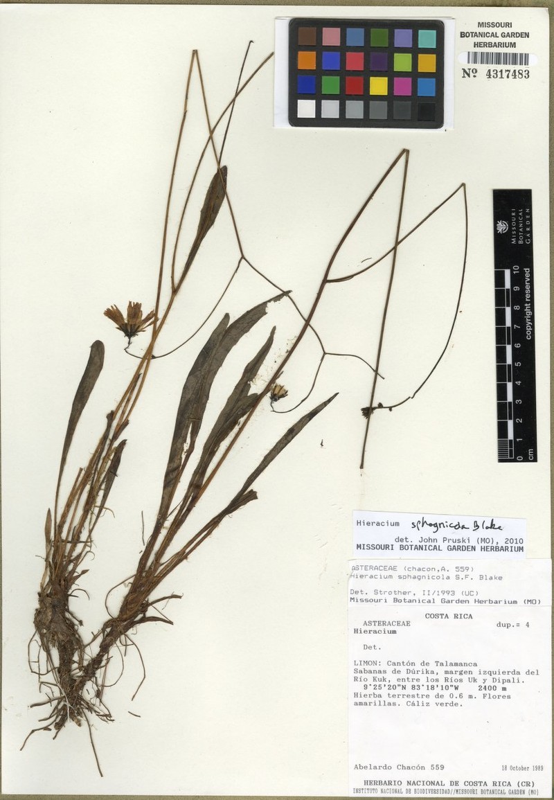 Hieracium sphagnicola photo 2