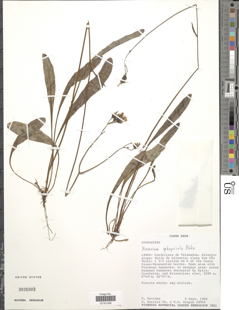 Hieracium sphagnicola photo 3