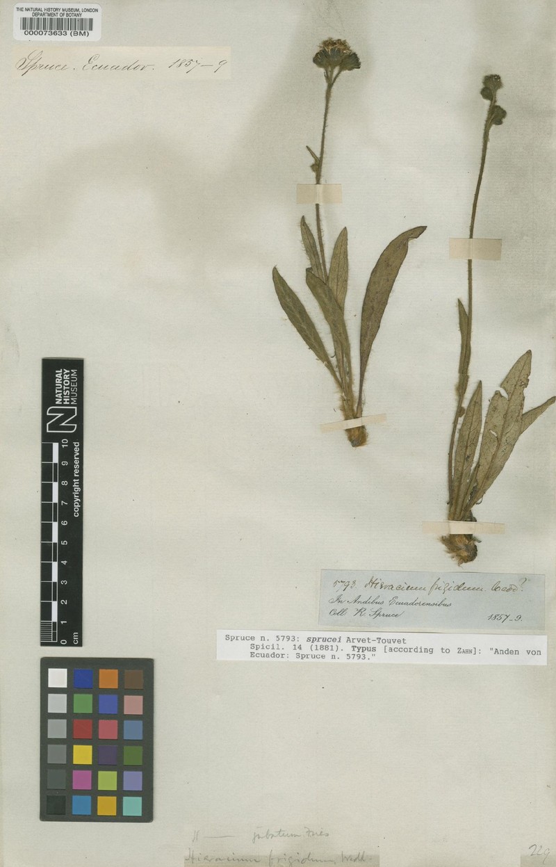 Hieracium sprucei
