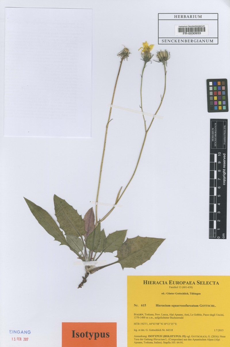 Hieracium squarrosofurcatum