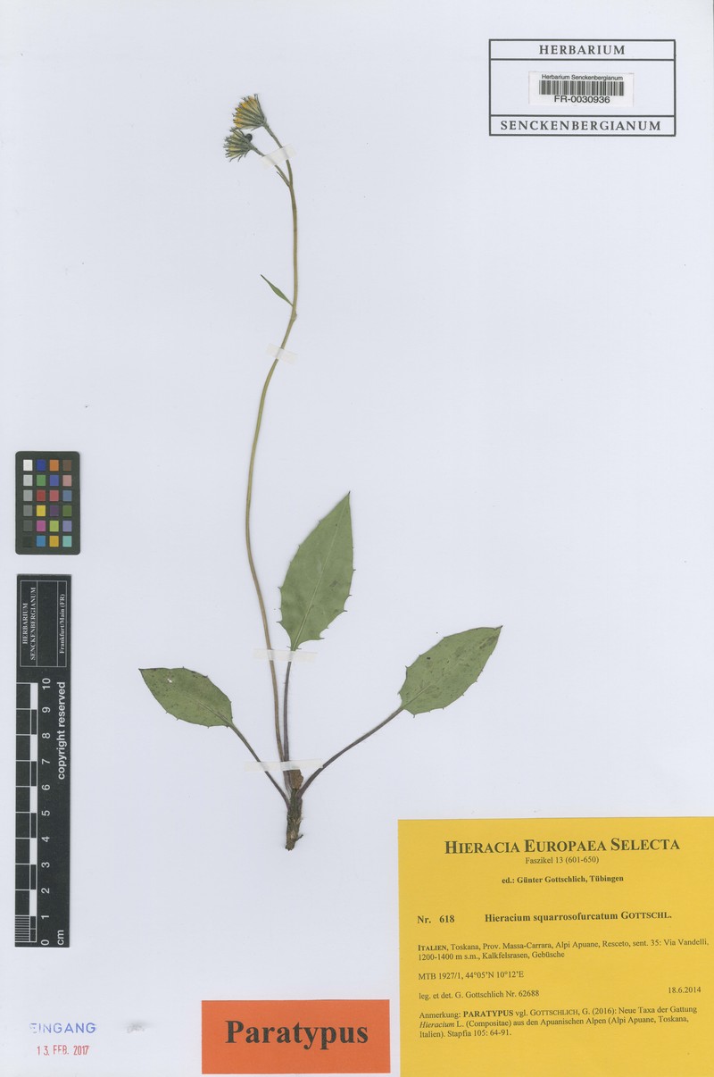 Hieracium squarrosofurcatum photo 2