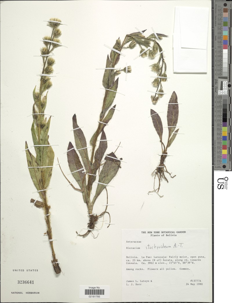 Hieracium stachyoideum