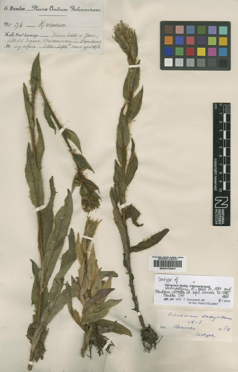 Hieracium stachyoideum photo 2