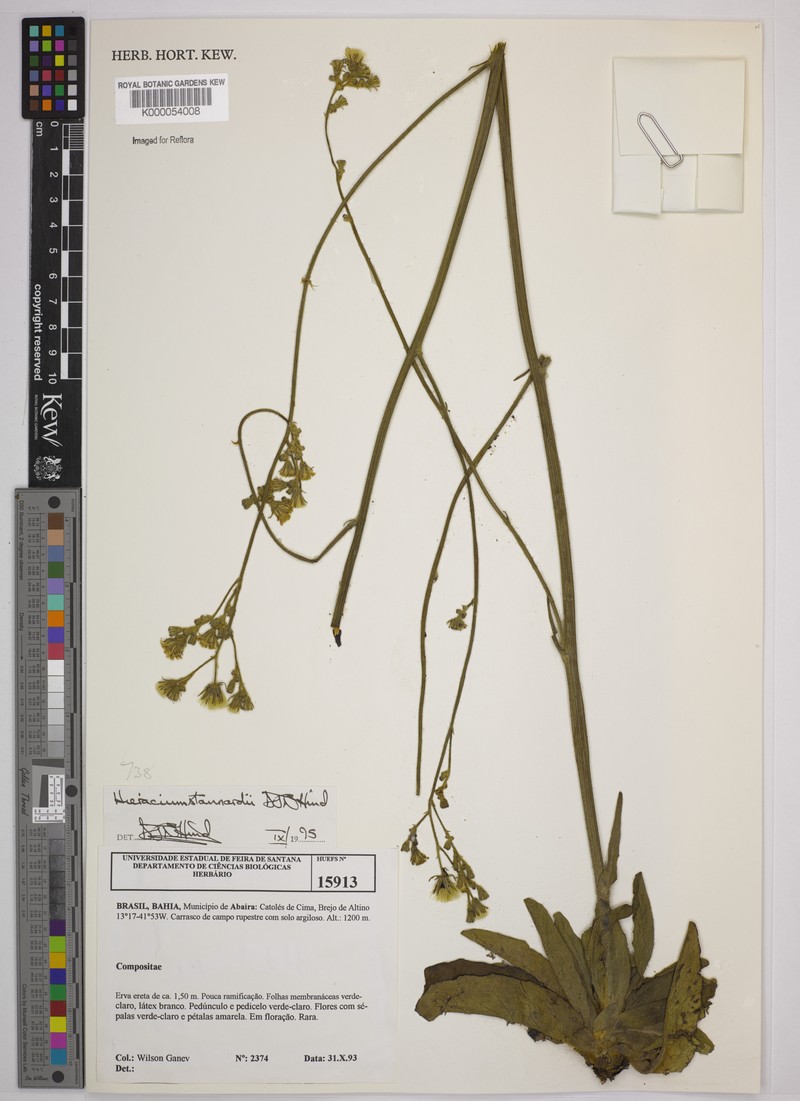 Hieracium stannardii