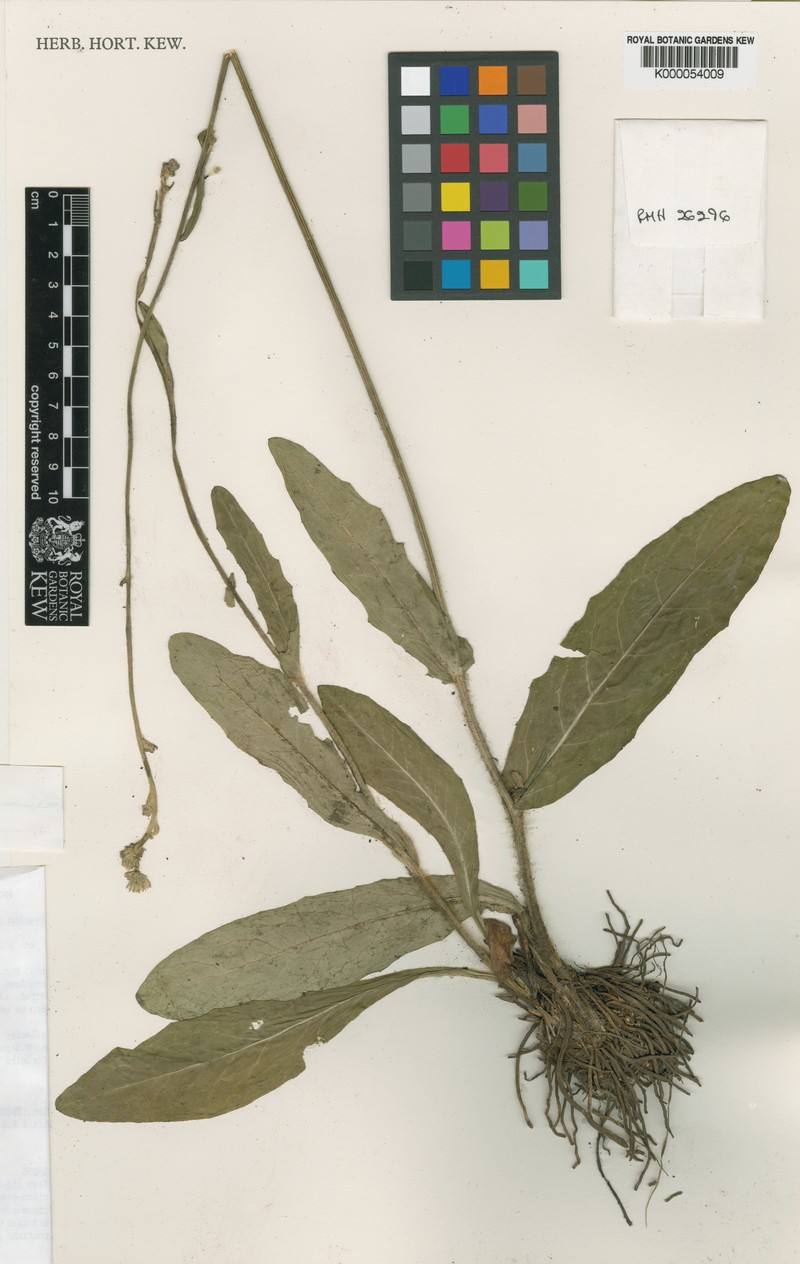 Hieracium stannardii photo 2