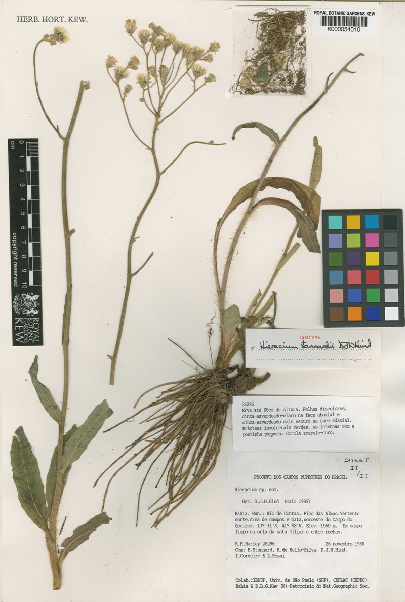 Hieracium stannardii photo 3