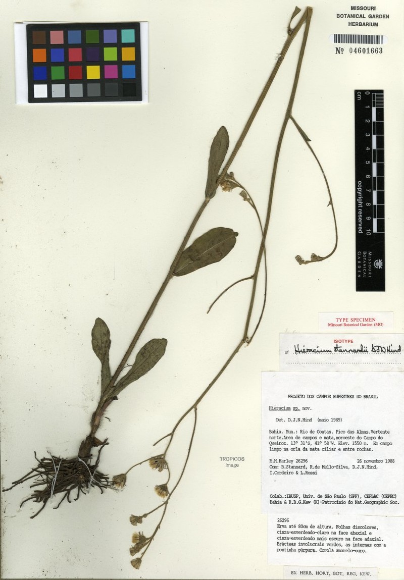 Hieracium stannardii photo 4