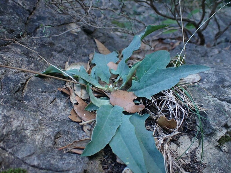 Hieracium stelligerum