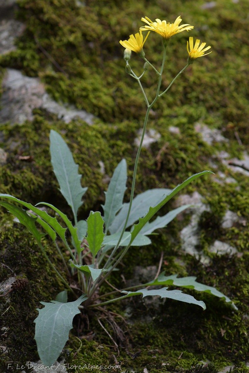 Hieracium stelligerum photo 2