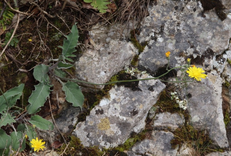 Hieracium stelligerum photo 3