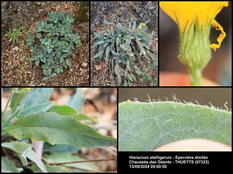 Hieracium stelligerum photo 4