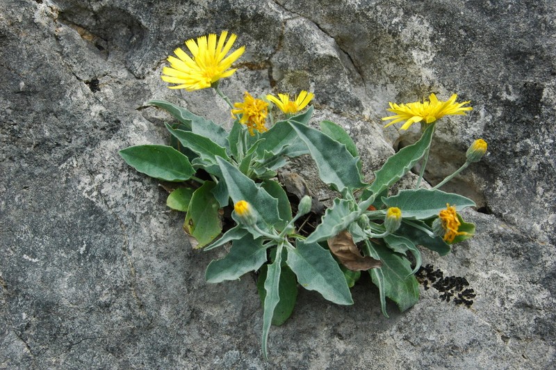 Hieracium stelligerum photo 5