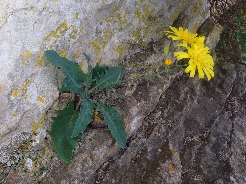Hieracium stelligerum photo 6