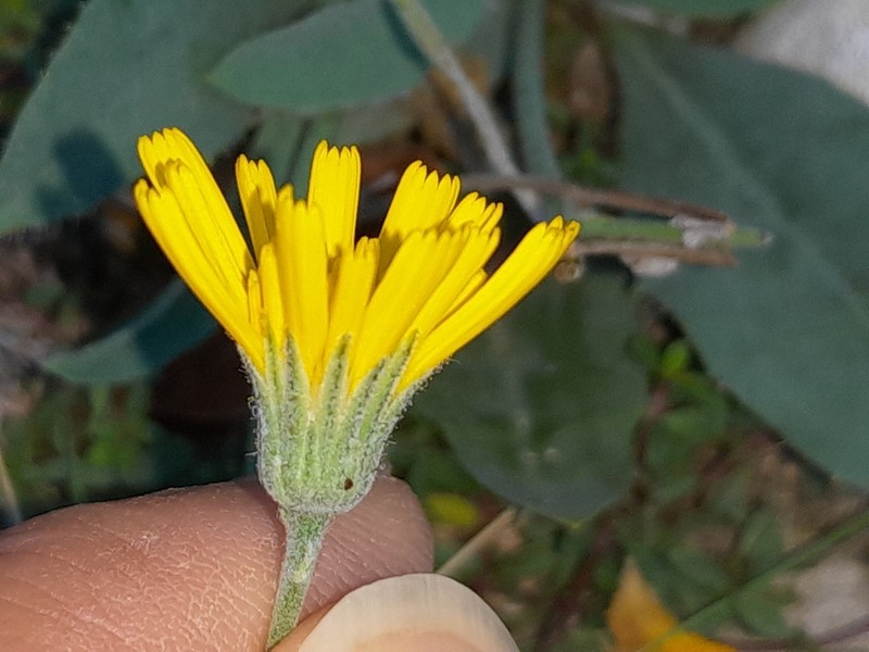 Hieracium stelligerum photo 7