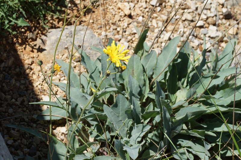 Hieracium stelligerum photo 8