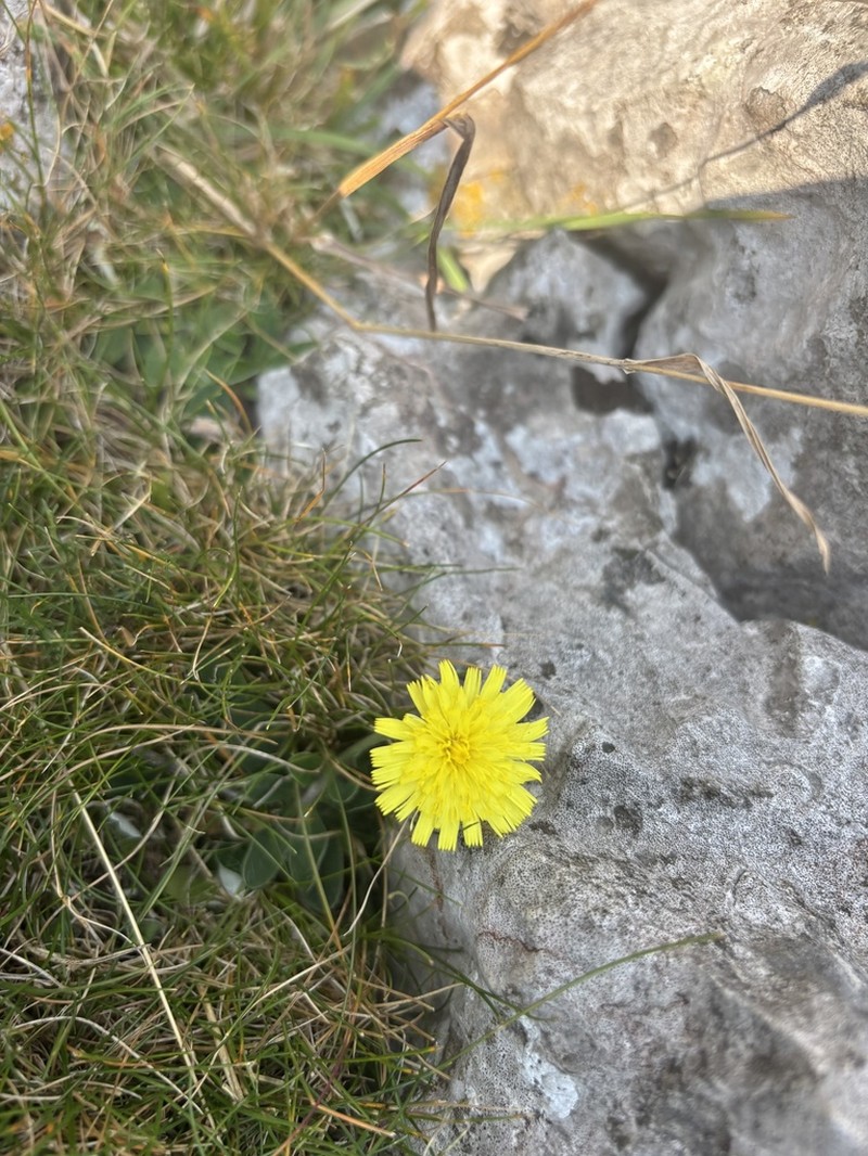 Hieracium stenolepiforme