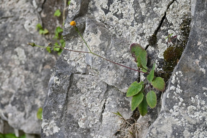 Hieracium stenolepiforme photo 2