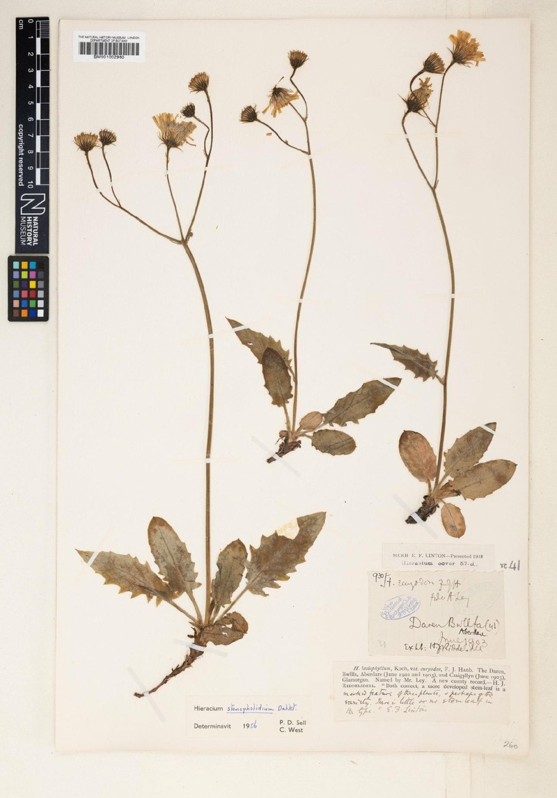 Hieracium stenopholidium