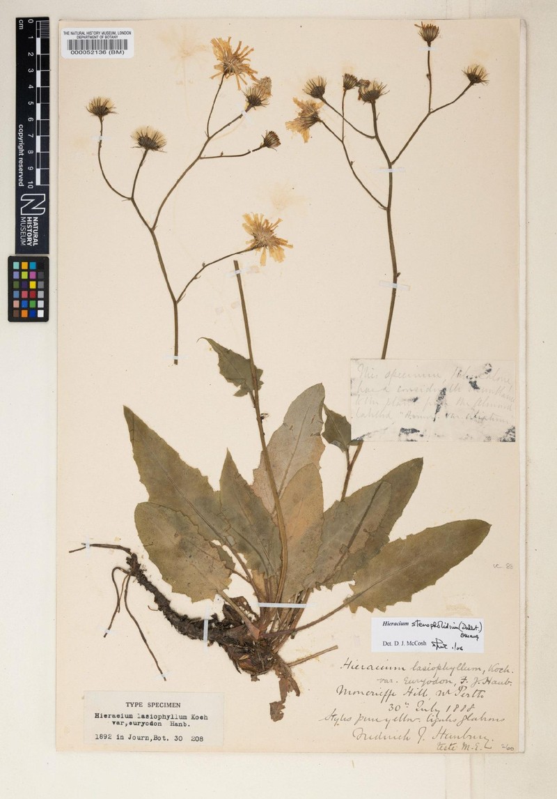 Hieracium stenopholidium photo 2