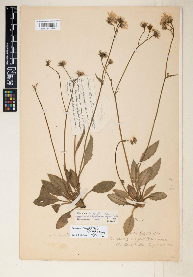 Hieracium stenopholidium photo 3