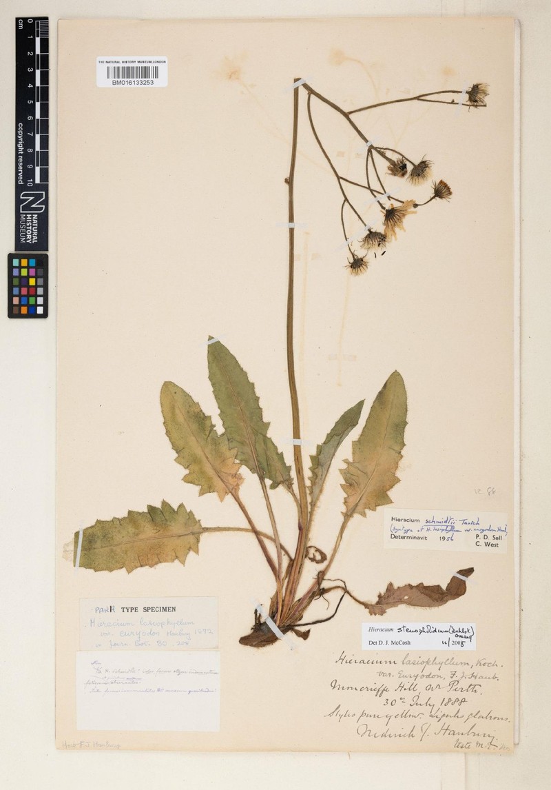 Hieracium stenopholidium photo 4