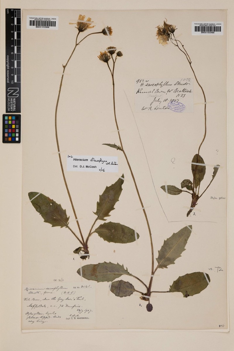 Hieracium stenophyes
