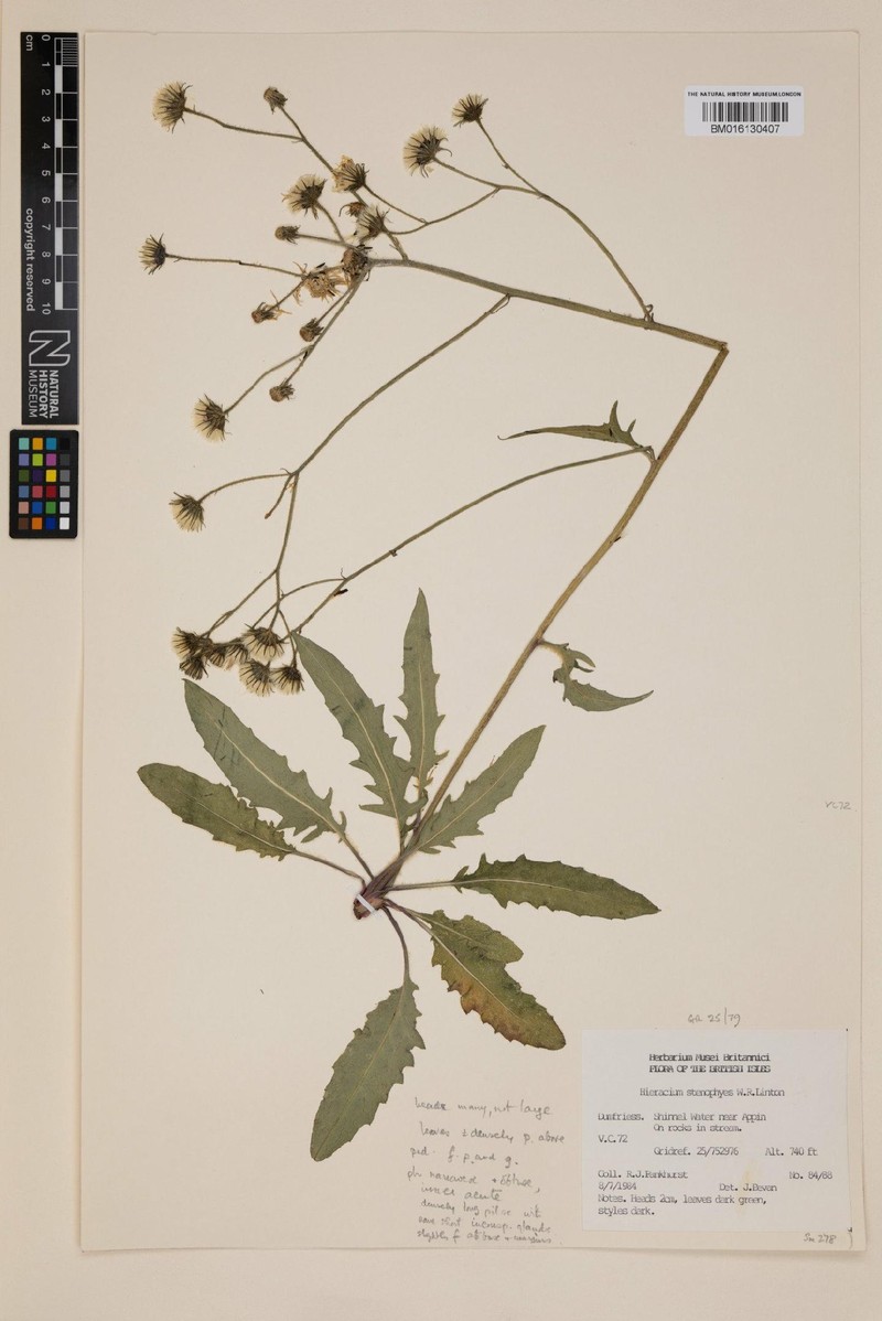 Hieracium stenophyes photo 2