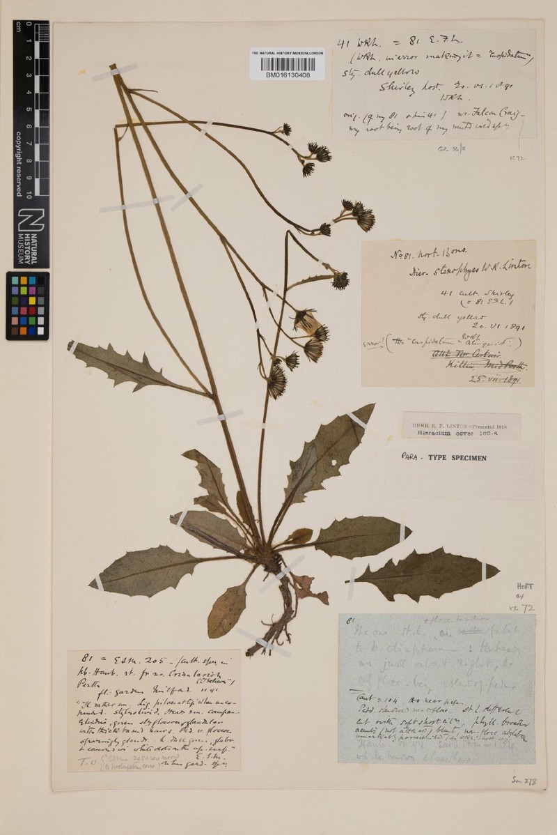 Hieracium stenophyes photo 3