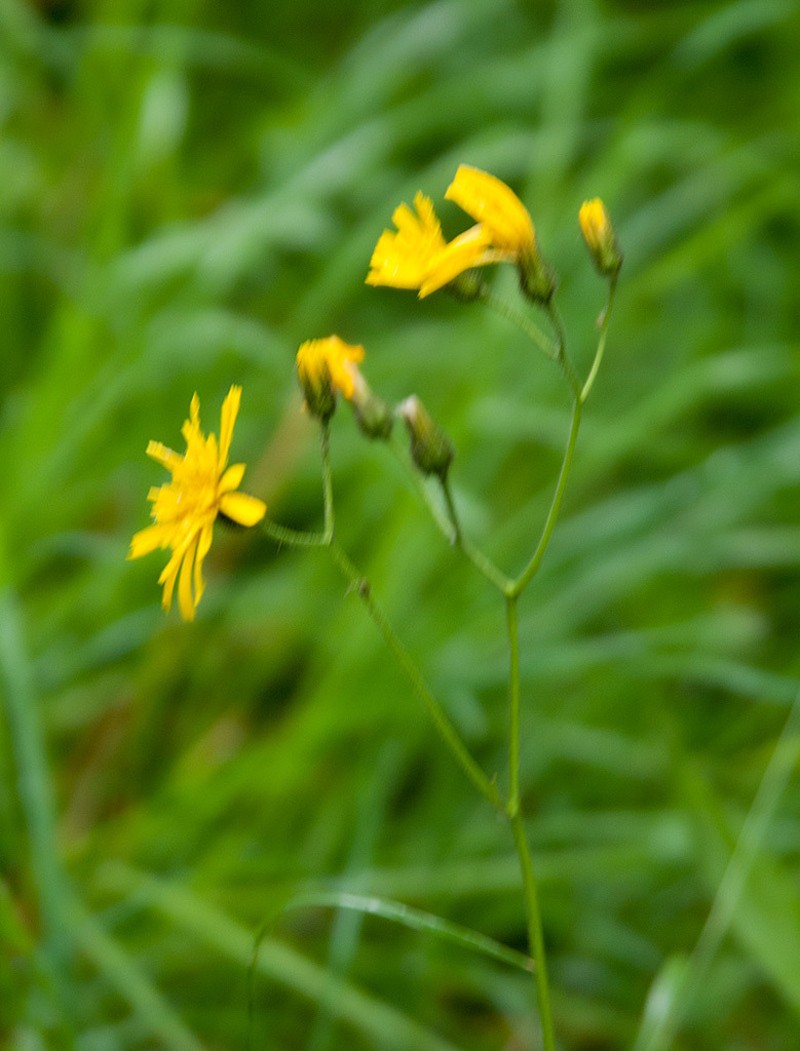 Hieracium stenstroemii
