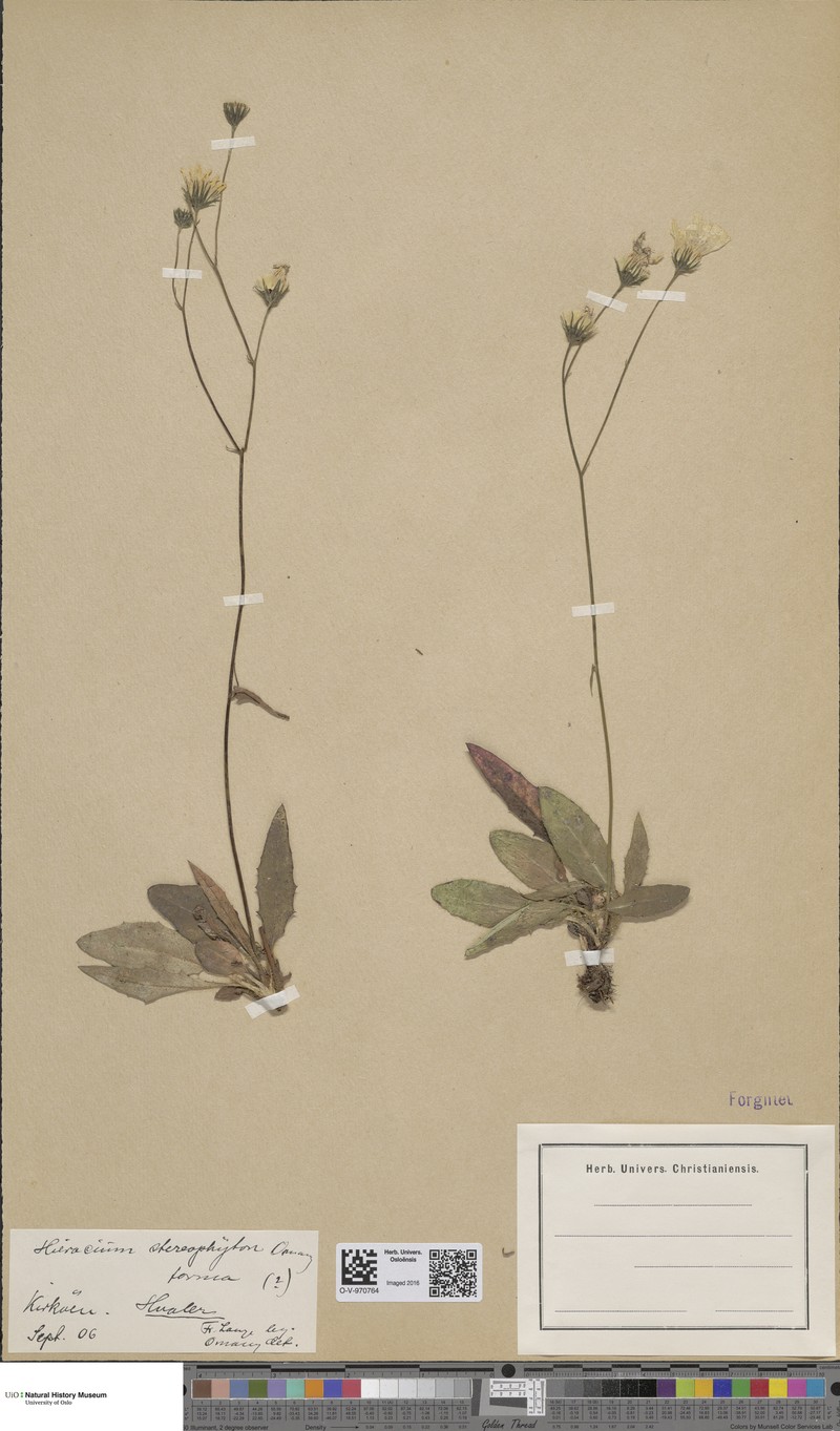 Hieracium stereophyton