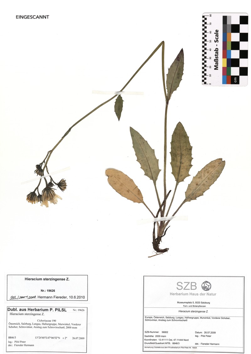 Hieracium sterzingense