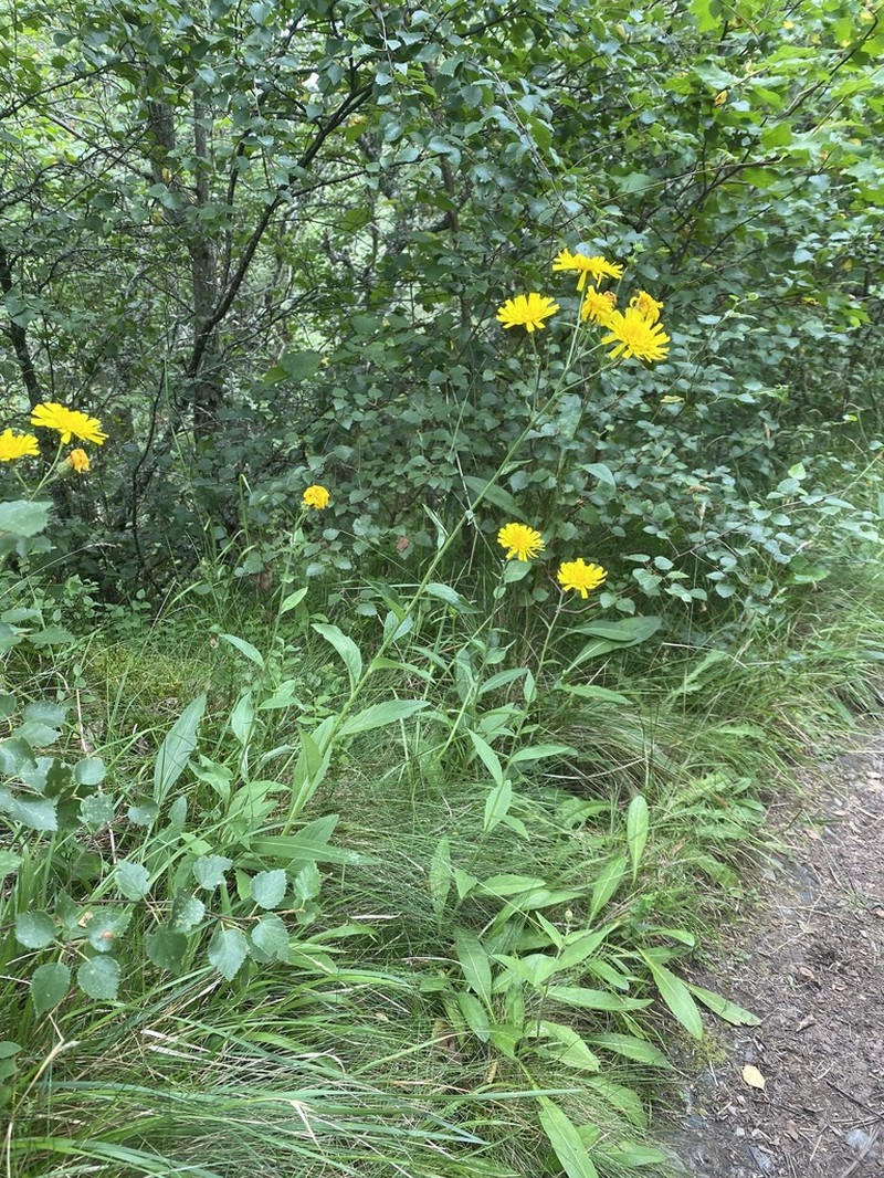 Hieracium stewartii