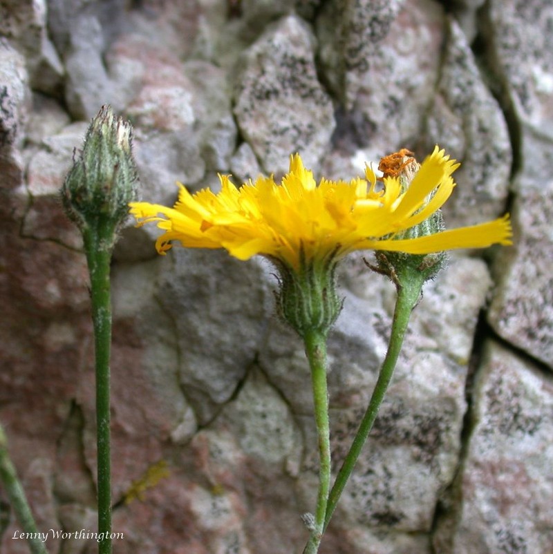 Hieracium stictum photo 2