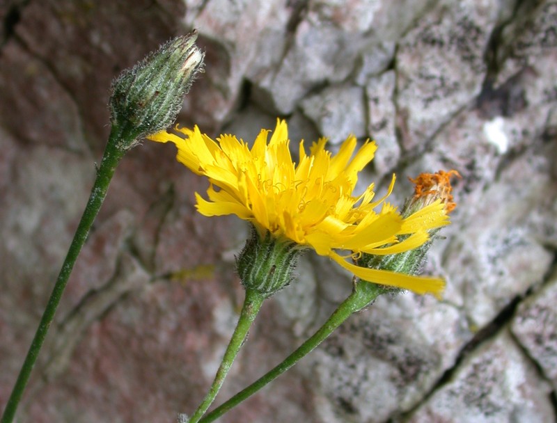 Hieracium stictum