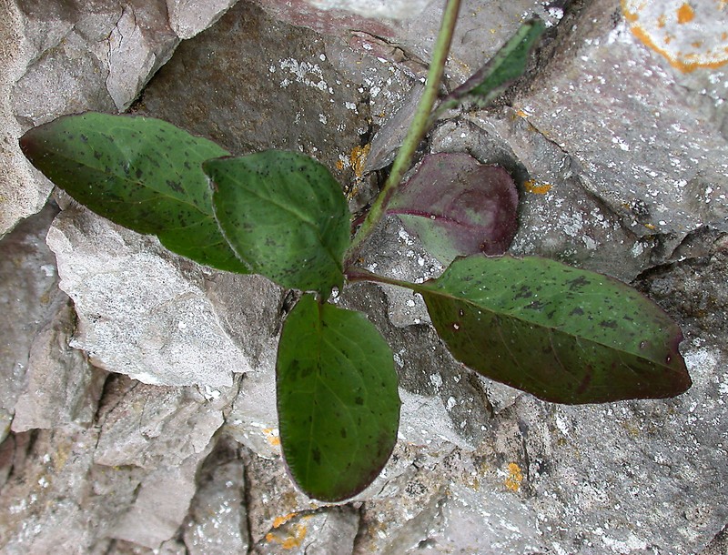 Hieracium stictum photo 3