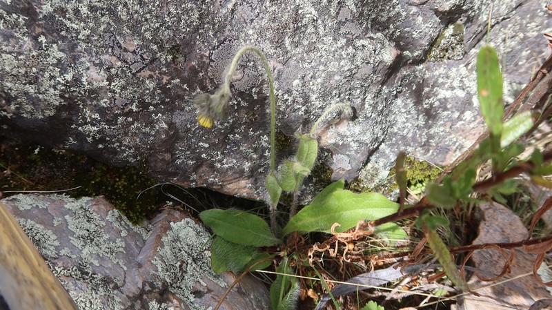 Hieracium streptochaetum