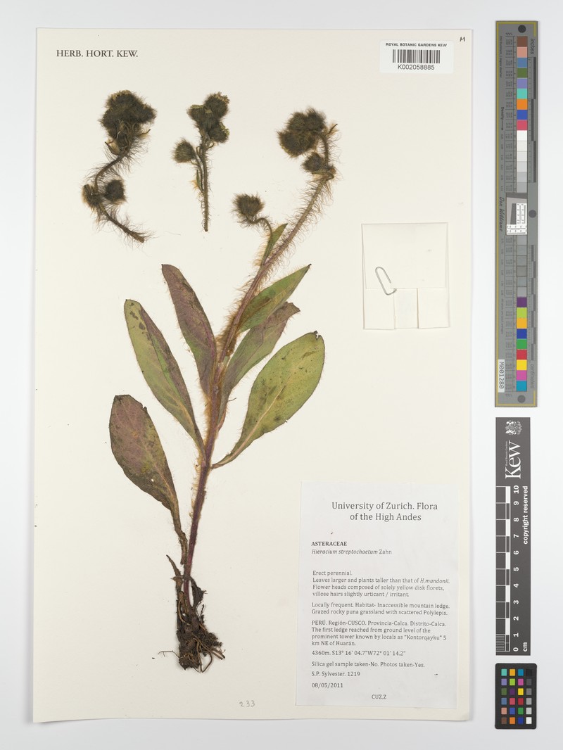 Hieracium streptochaetum photo 2