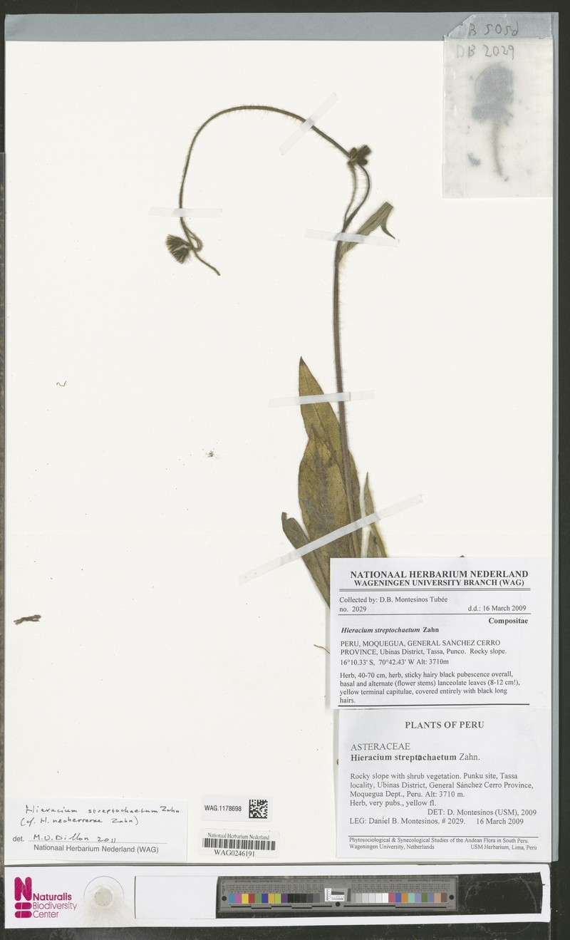Hieracium streptochaetum photo 3