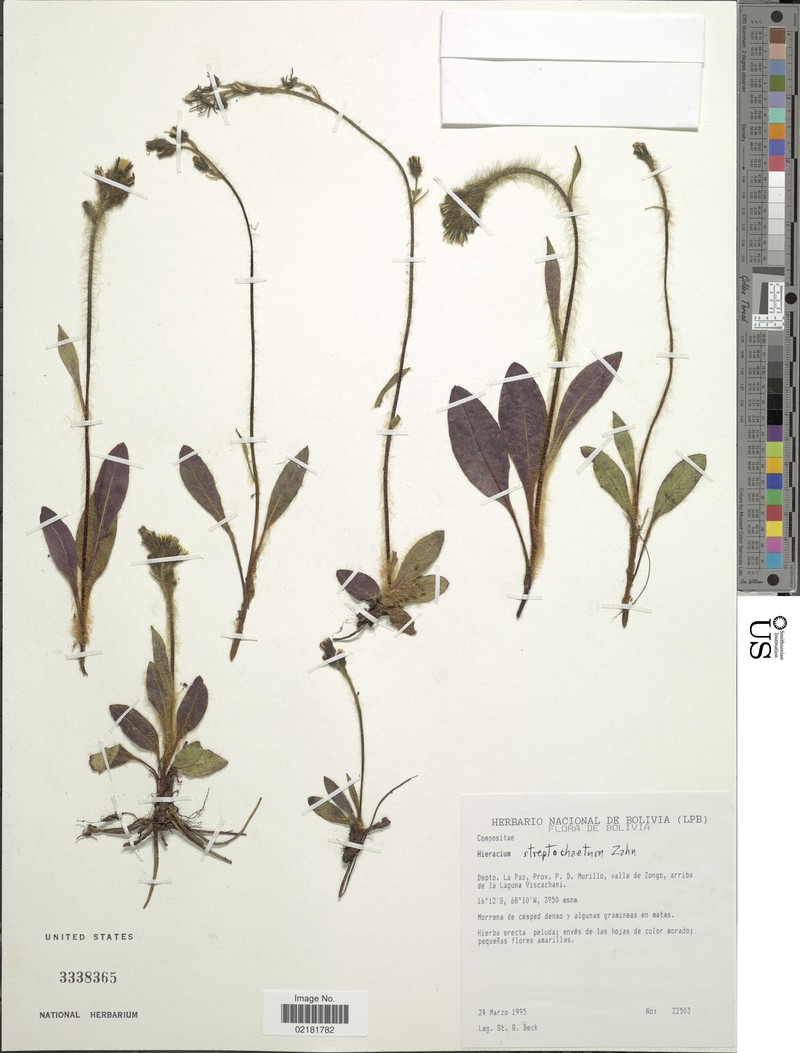 Hieracium streptochaetum photo 4