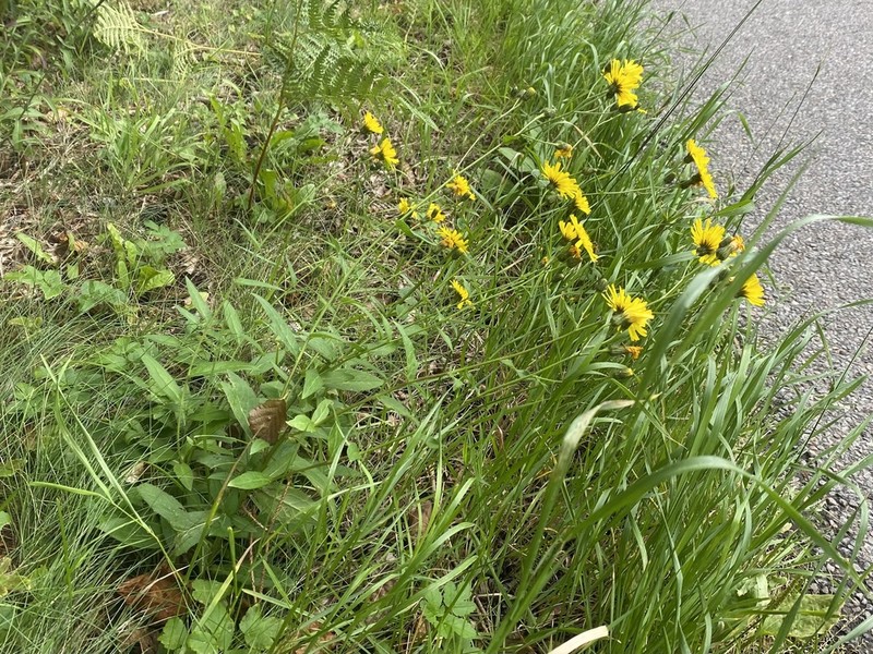 Hieracium strictiforme