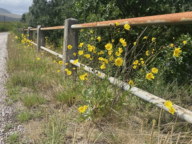 Hieracium strictiforme photo 2