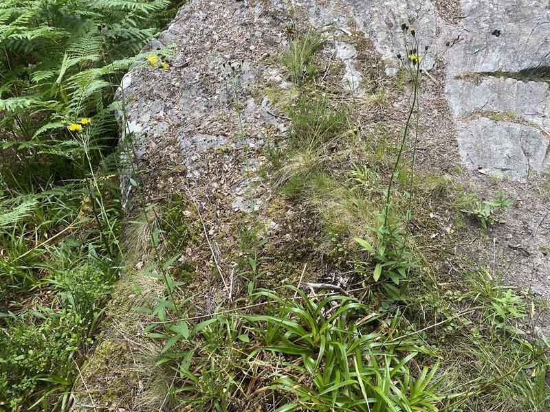 Hieracium strictiforme photo 3