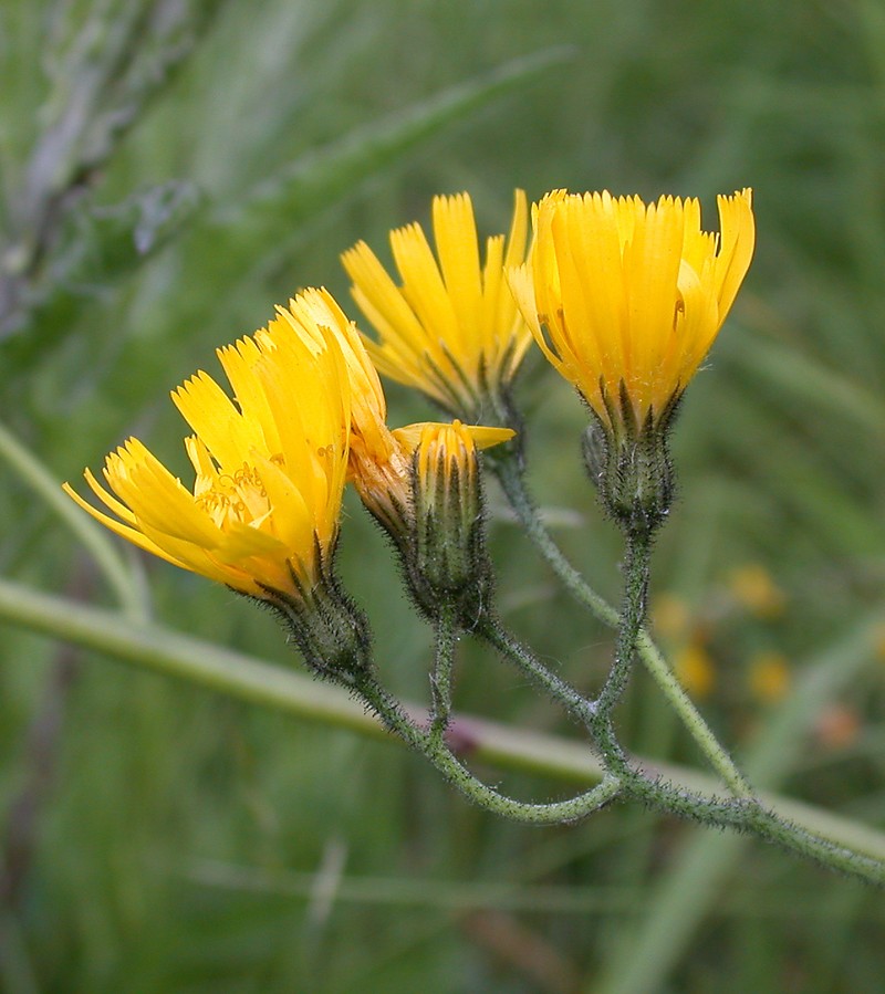 Hieracium subaequialtum